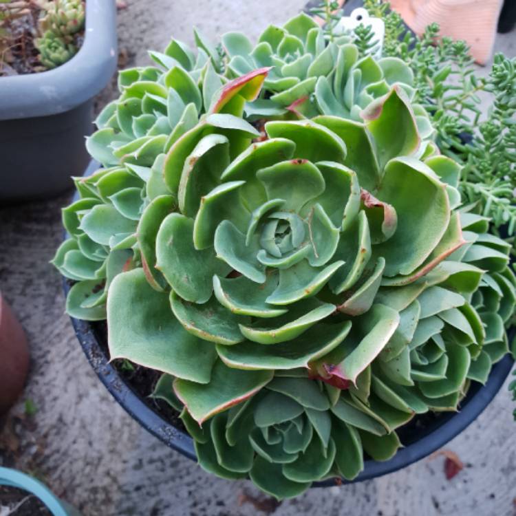 plant image 929988