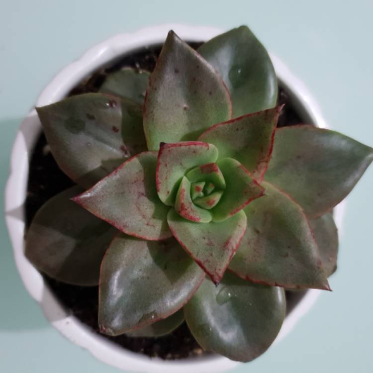 Plant image Echeveria Grammut