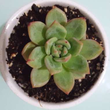 Echeveria Champagne