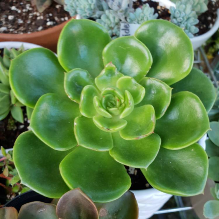 plant image 930315