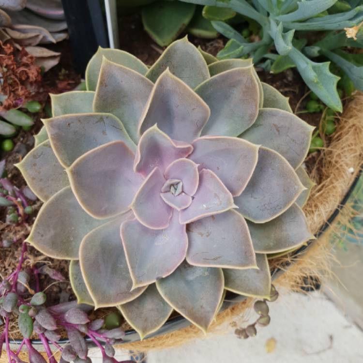 Plant image Echeveria Green Pearl