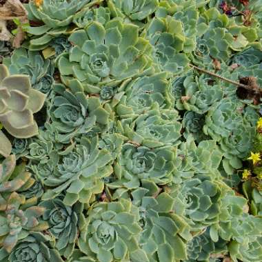 Echeveria Secunda