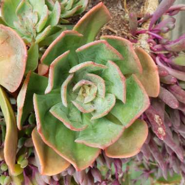 Echeveria Briar Rose