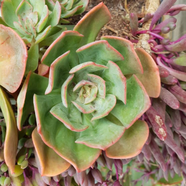 plant image 930938