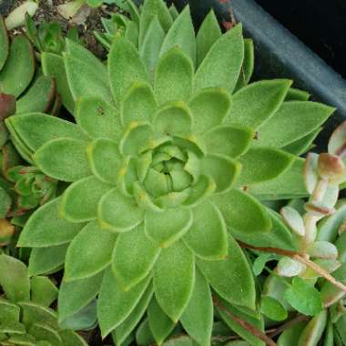 Echeveria Agavoides Lemaire