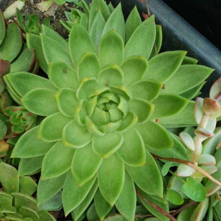 plant image 931114 plant image 931114