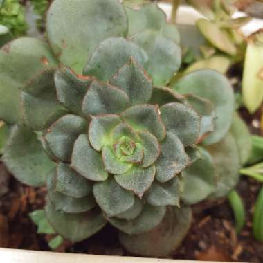 Echeveria Moranii