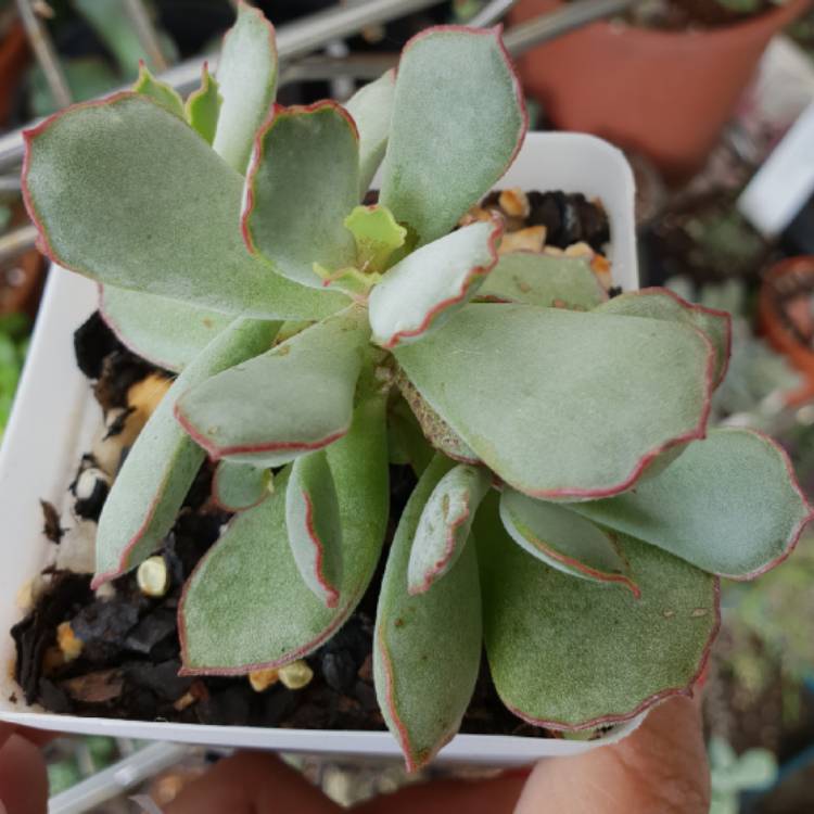 Plant image Cotyledon Papillaris