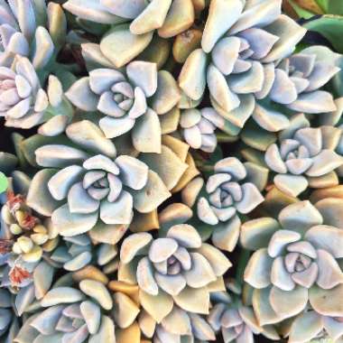 Graptopetalum Rose Queen