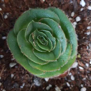 Crassula 'Roger Jones'