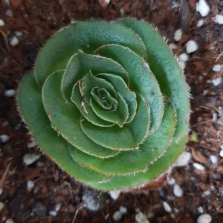 Plant image Crassula 'Roger Jones'