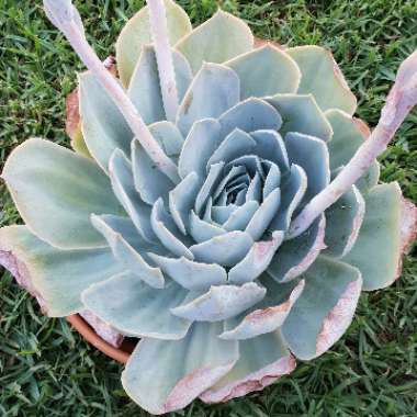 Echeveria Domingo