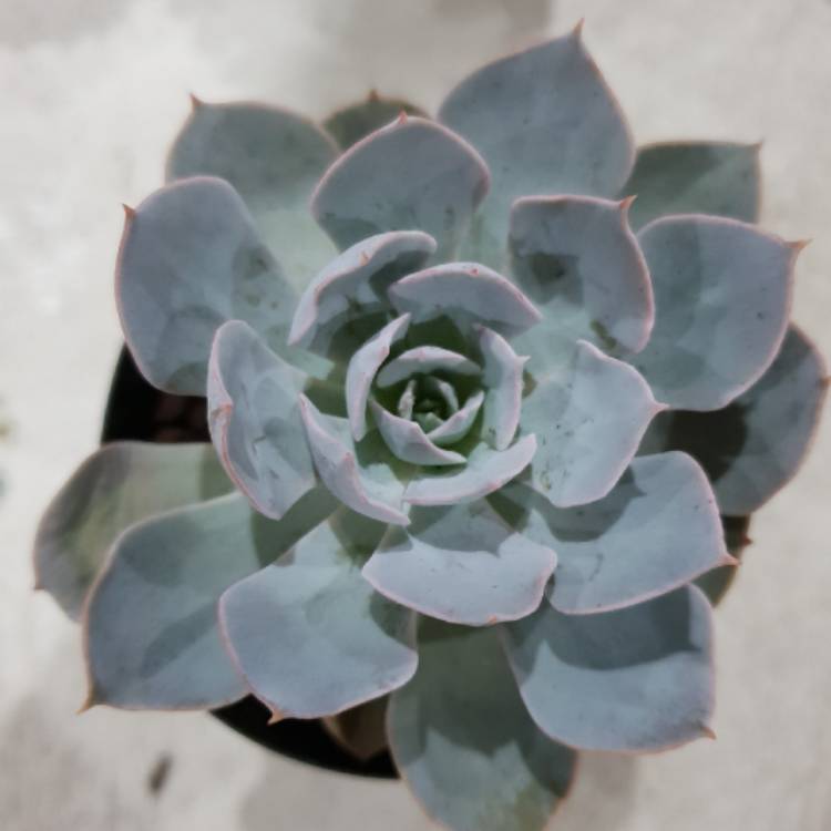 plant image 932031