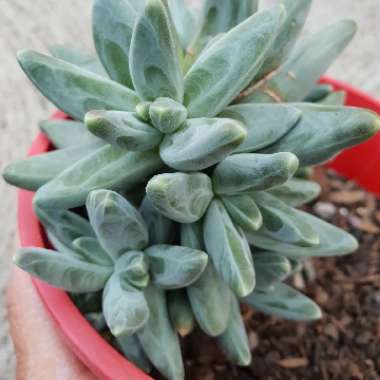 Pachyphytum compactum
