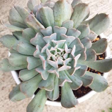 Echeveria Pinwheel Revolution