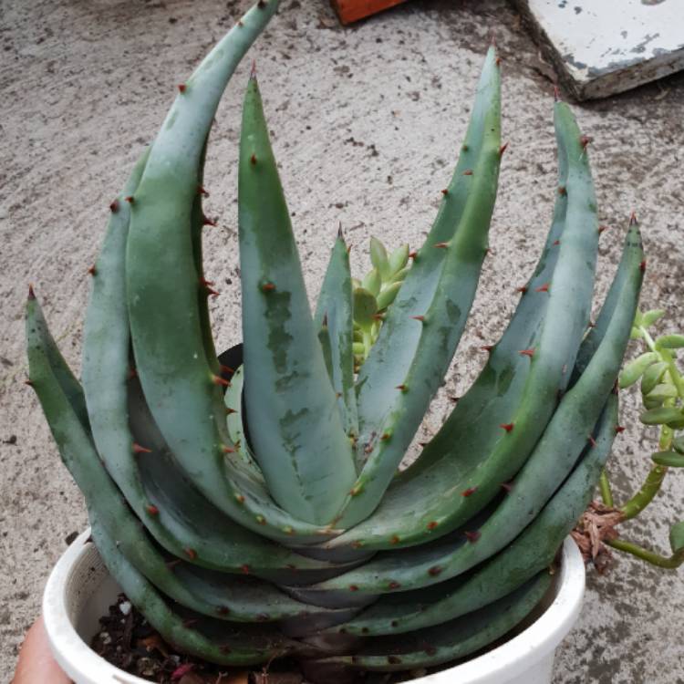 Plant image Aloe aculeata 'Black Thorns'