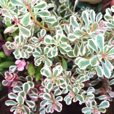 Sedum Spurium Tricolor