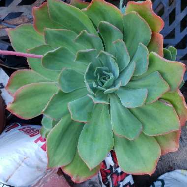 Echeveria Lazanoi