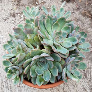 Echeveria Hercules