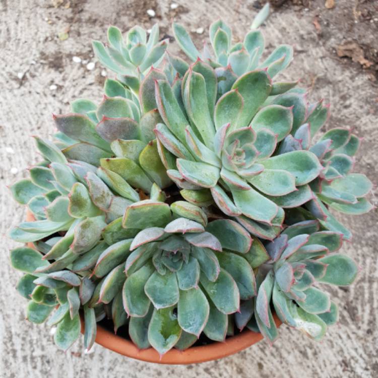 plant image 932837