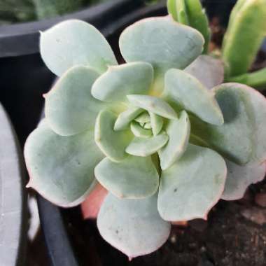 Echeveria subcorymbosa Lau 026