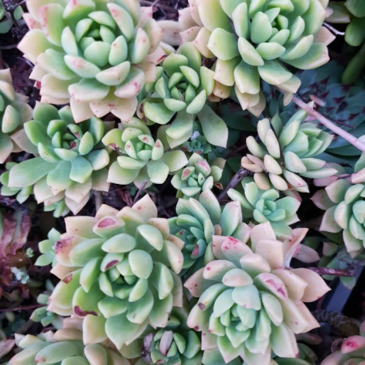Plant image xSedeveria Maialen