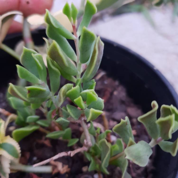 Plant image Cotyledon Papillaris