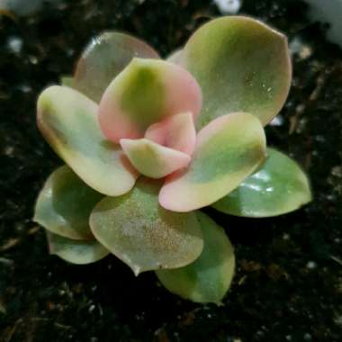 Echeveria Perle Von Nurnburg Variegata