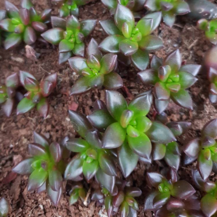 Plant image xSedeveria Jet Beads
