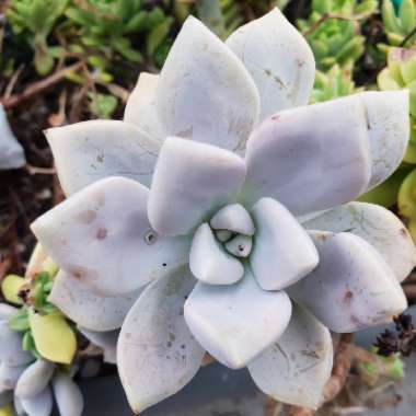 Graptopetalum Tricolour
