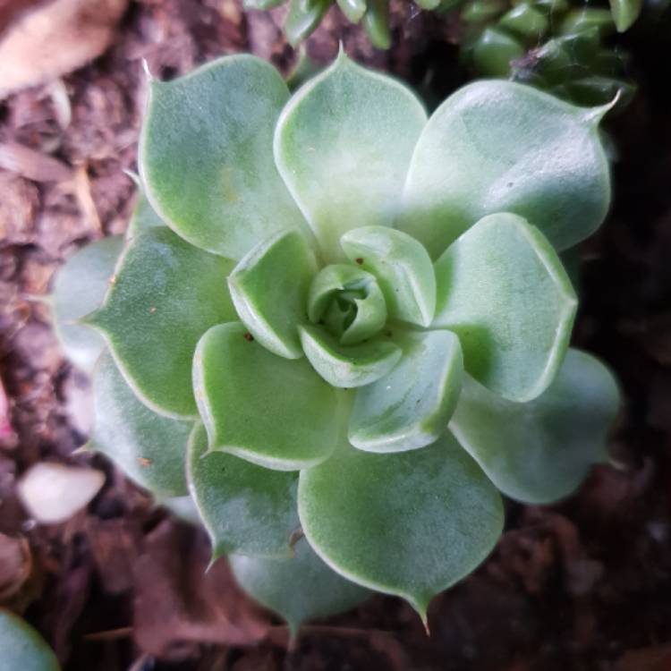 Plant image Echeveria Parks Pop Candy