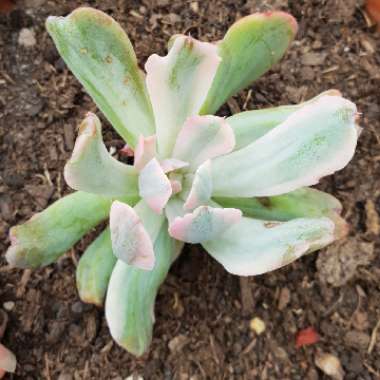 Echeveria Hoveyi