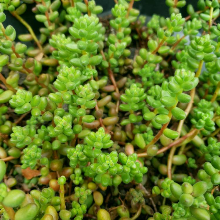 plant image 934392