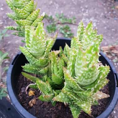 Aloe 'Juvenna'
