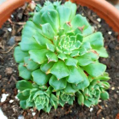Echeveria Bini Ouhikou
