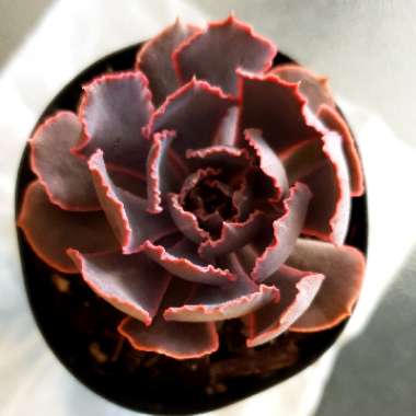 Echeveria Shaviana Pink Frills