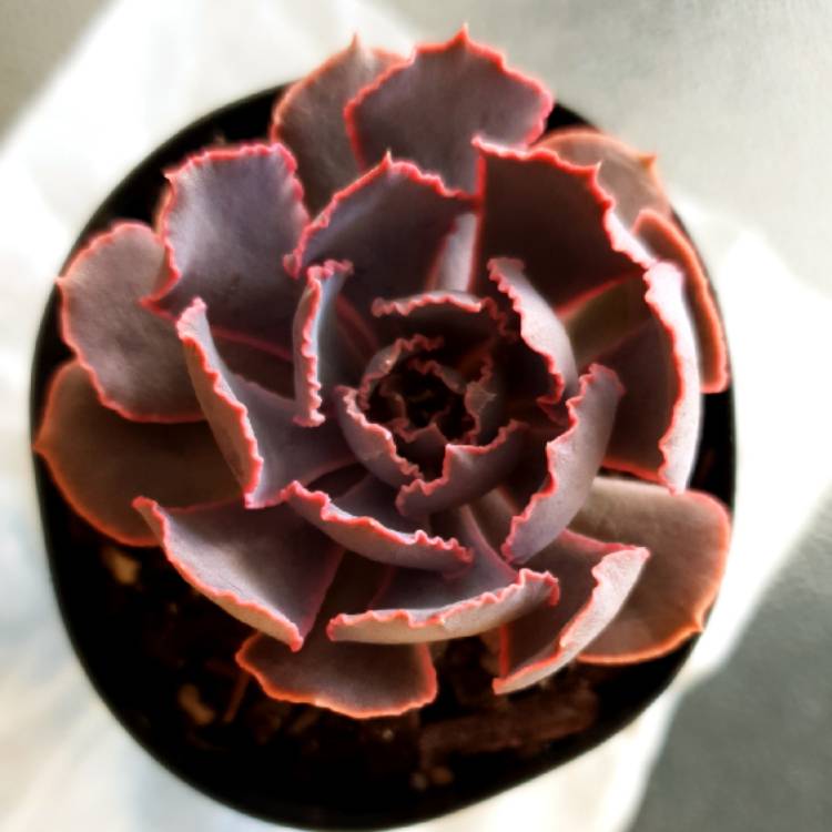 Plant image Echeveria Shaviana Pink Frills