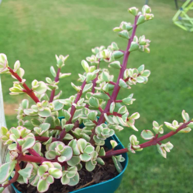 Plant image Portulacaria Afra 'Tricolour'.