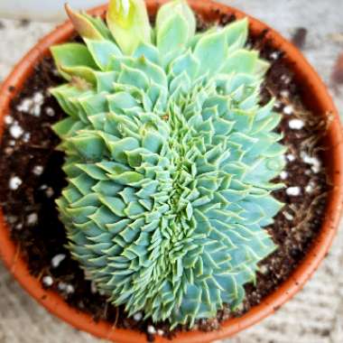 Echeveria Secunda Cristata