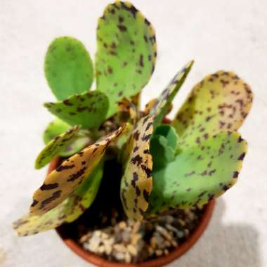 Kalanchoe 'Marmorata'