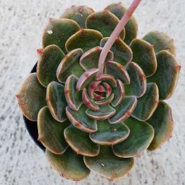 Echeveria Santa Lewis