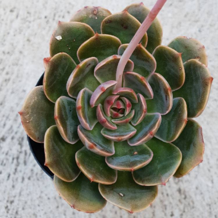 Plant image Echeveria Santa Lewis
