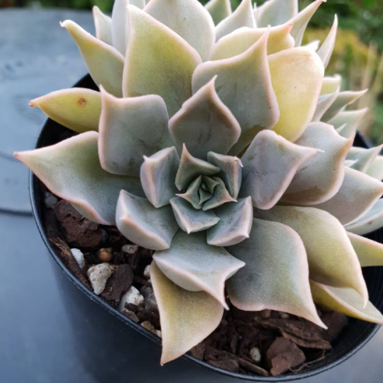plant image 935984