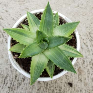 Aloe Polyphylla