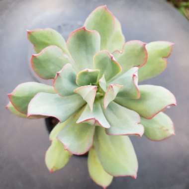 Echeveria Quitensis var. Quitensis