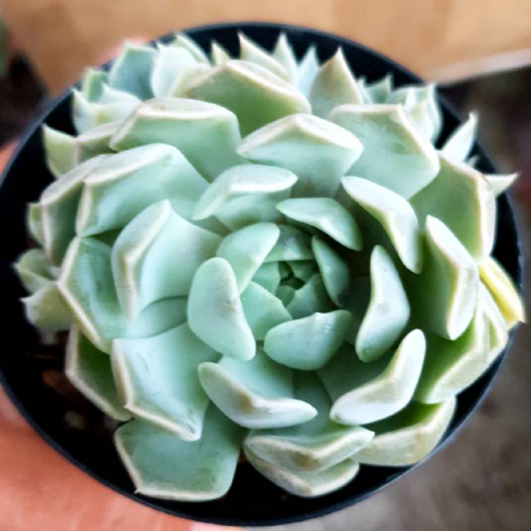 plant image 936955