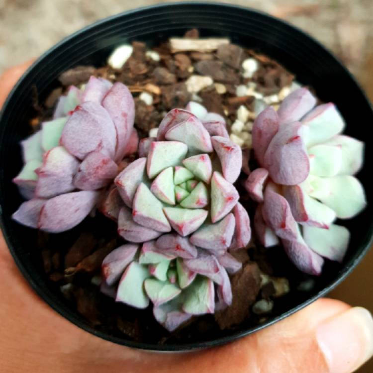 plant image 937265