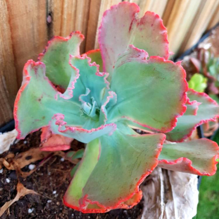 plant image 937434
