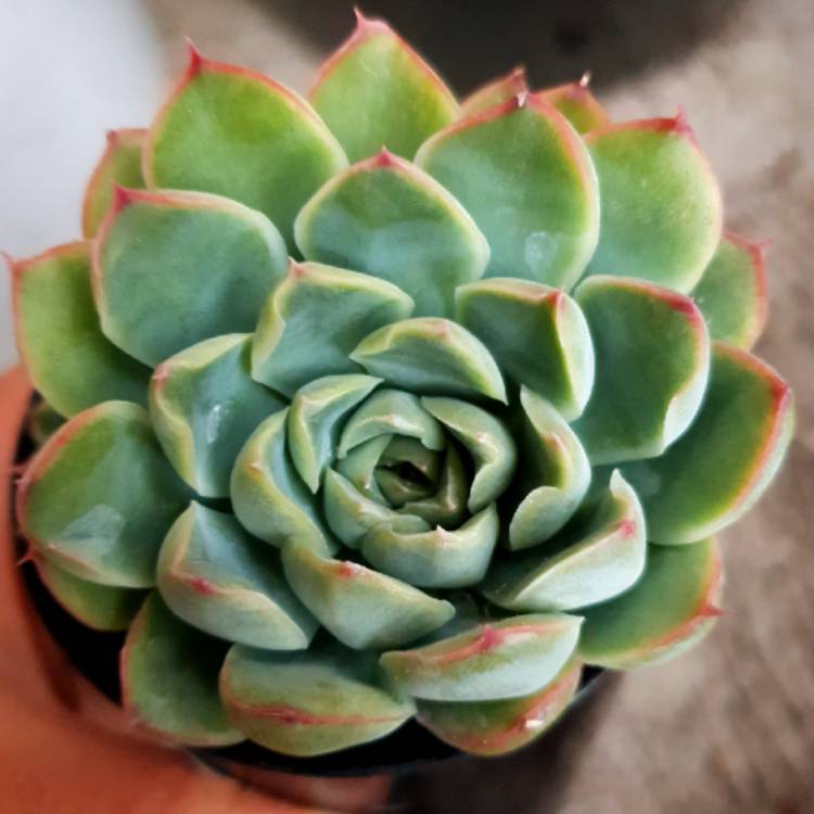plant image 937438
