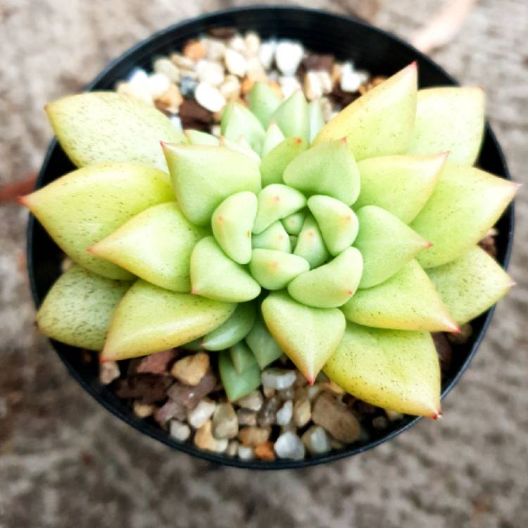 Plant image Echeveria J.C. Van Keppel
